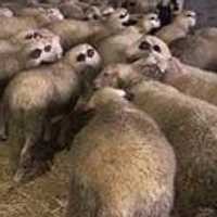 Jadikan Domba Sebagai Hadiah, Klub Gulat Dituntut ke Pengadilan