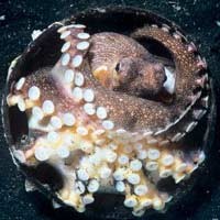 Gurita Cerdas Ditemukan di Sulawesi