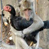 Monyet Jatuh Cinta ke Ayam Gegerkan Lumajang