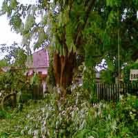 Pohon Tumbang di Gunungsari Putuskan Kabel Listrik 