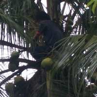 Usai Gorok Istri, Sukirno Panjat Pohon Kelapa