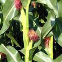 Pencuri 5 Batang Jagung Terancam Hukuman 5 Tahun Penjara