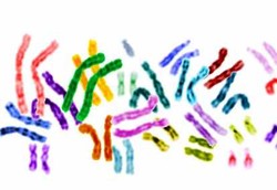 Ibu Wariskan Gen Anugerah, Ayah Beri Gen Beban