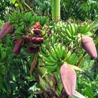 Pisang Bertandan 7 Gegerkan Warga Banyuwangi