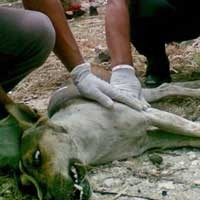 Puluhan Ribu Hewan di Bali Terkena Rabies