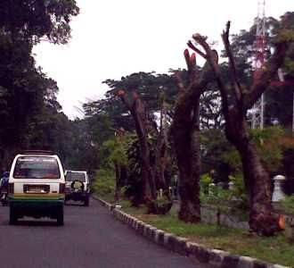 Ratusan Pohon di Bandung Dipangkas
