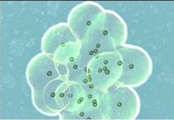 Teknik Penanaman Embrio Tunggal Aman Dilakukan