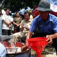 Pasokan Kurang, Warga Probolinggo Berebut Minah