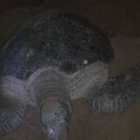 Menengok Ning, Penyu Hijau Raksasa yang Nyaris Punah 