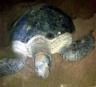 Ning si Penyu Hijau Raksasa