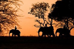 Merayakan Afrika Seutuhnya