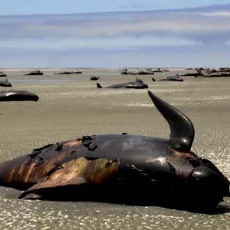 100 Paus Mati di Selandia Baru