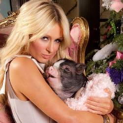 Bobo Bareng Pacar, Paris Hilton Ajak Babi