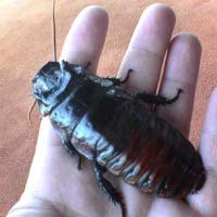 Robot Kecoa Taklukkan Medan Berbahaya