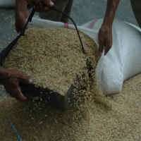 El Nino 2010 Tak Pengaruhi Ketahanan Pangan