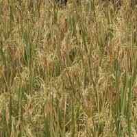 Produksi Gabah Kering Ditargetkan Capai 72 Juta Ton di 2010