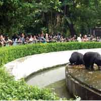 Libur Tahun Baru, Pengunjung KBS Capai 40 Ribu Orang