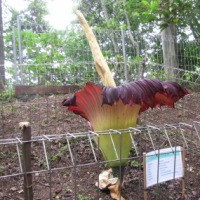 Bunga Bangkai Pertama di Tahura Telah Mekar