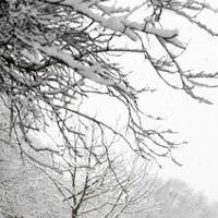 Salju Korbankan Semifinal Piala Carling