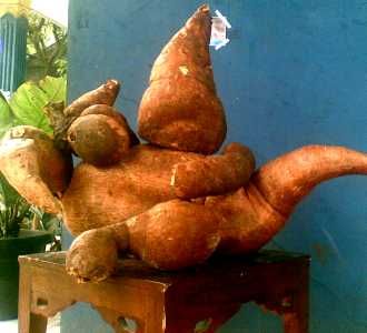 Singkong Raksasa Gegerkan Warga