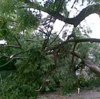 Pohon Tumbang, Jl Sisingamangaraja Macet