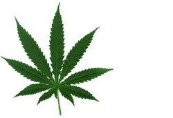 Ganja Mengandung Bahan Pembunuh Sel Kanker Otak