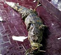 Buaya Gegerkan Cinere