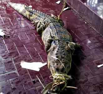 Buaya Gegerkan Cinere