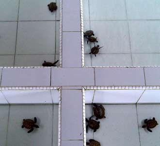 Melongok Penangkaran Penyu