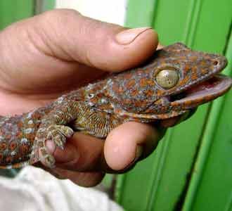 Bisnis Reptil Jalanan di Makassar Bisnis Reptil Jalanan di Makassar