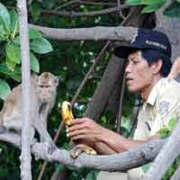 Agar Tak Punah, Pemkot Lepas Monyet di Hutan Mangrove