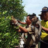 Pemkot Lepas Monyet di Hutan Mangrove