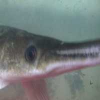 Ikan Bermulut Buaya Gegerkan Warga Cengkareng 