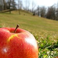 Misteri Apel dan Gravitasi Diumbar Lewat Situs 