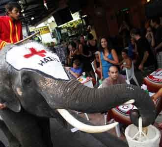 Gajah Bantu Korban Gempa Haiti