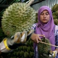 Usir Bau Durian di Mobil dengan Kopi