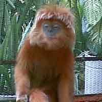 Jaga Ekosistem, Pemkot Akan Lepas 20 Ekor Kera Laut