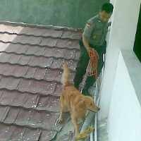 Polisi Turunkan Anjing Pelacak