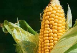 Bahaya Produk Transgenik Dibantah