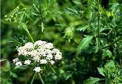 Purwaceng yang Bikin Greng