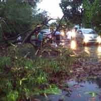 Hujan Deras, Pohon Lamtoro di Jemursari Tumbang