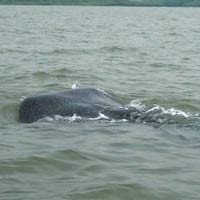 Hiu Tutul di Pantai Probolinggo Gegerkan Warga