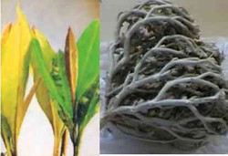 Rumput Fatimah Mempercepat Persalinan