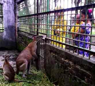 Melongok Bonbin Kasang Kulim