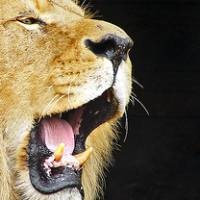 2010, AMD Siapkan Singa dan Danau 