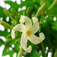 Bunga Pepaya si Cantik yang Sedap