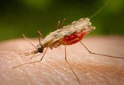 Vaksin Malaria Muncul 3 Tahun Lagi
