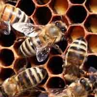 Ibu DYD Minta Keluarga Korban Tidak Semena-mena