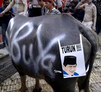 Kerbau Ikut Demo di Bundaran HI