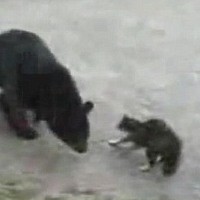 Kucing Taklukkan Beruang Gegerkan YouTube